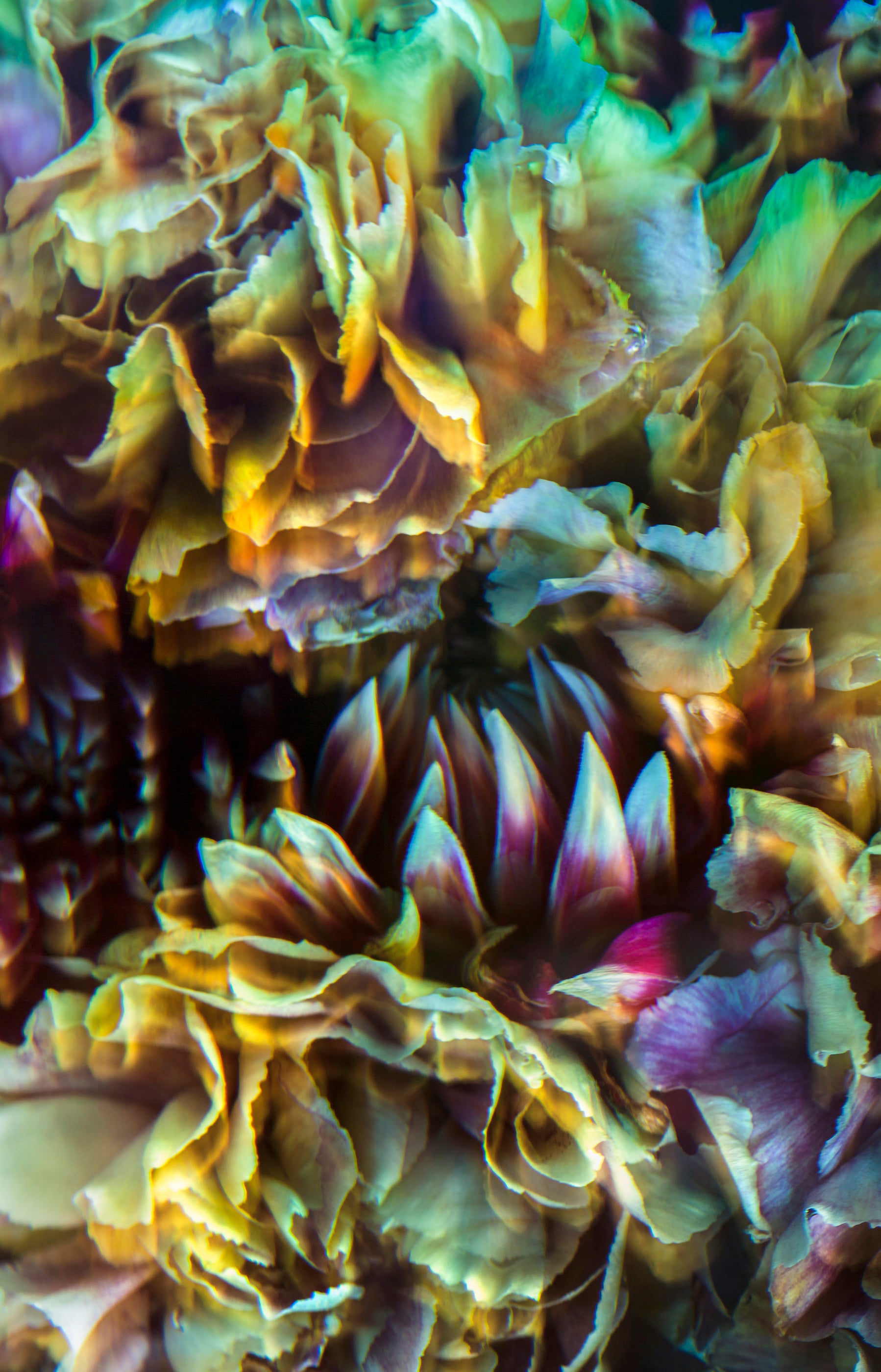Metamorphosis I