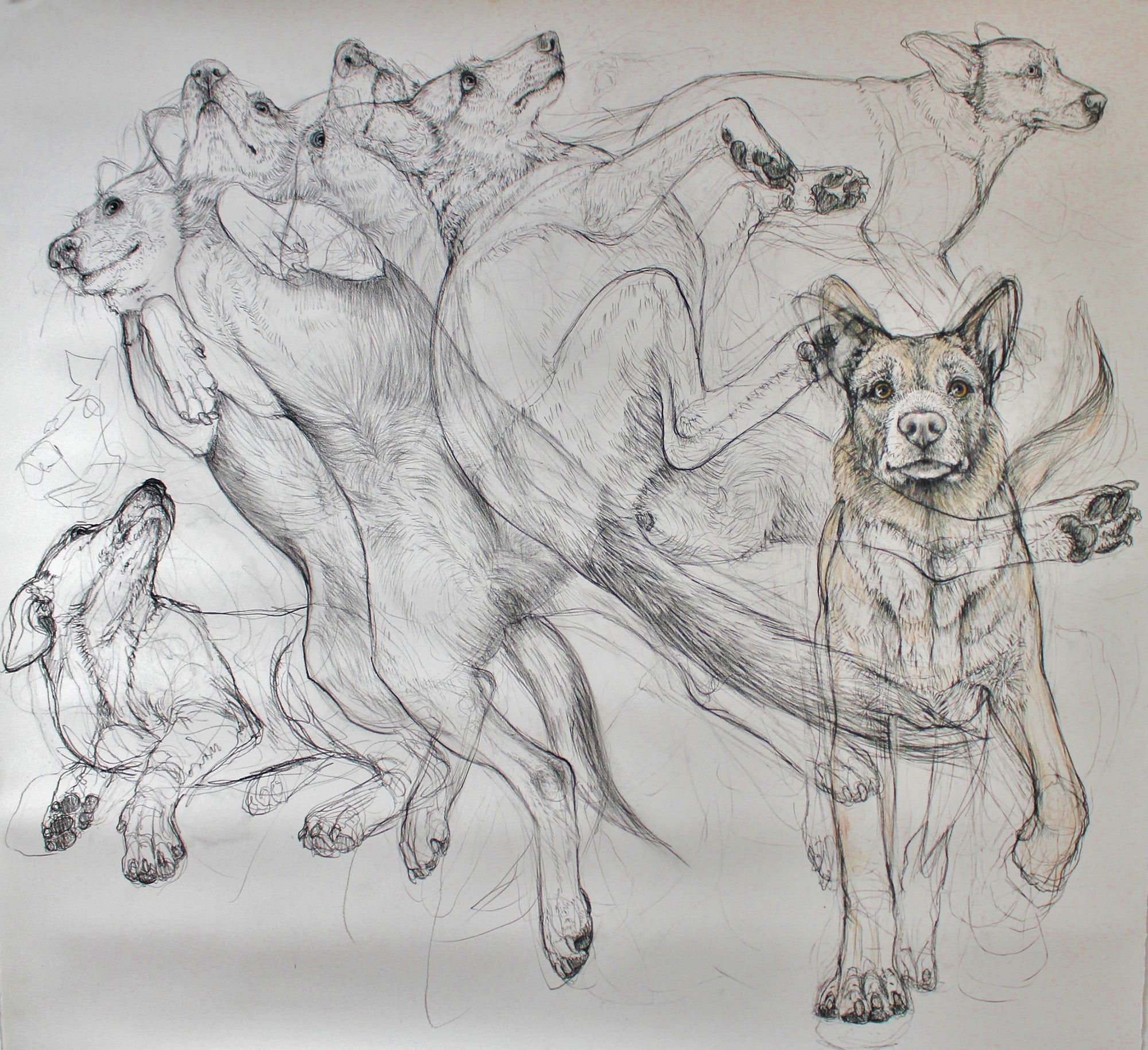 Old Dog, New Trick