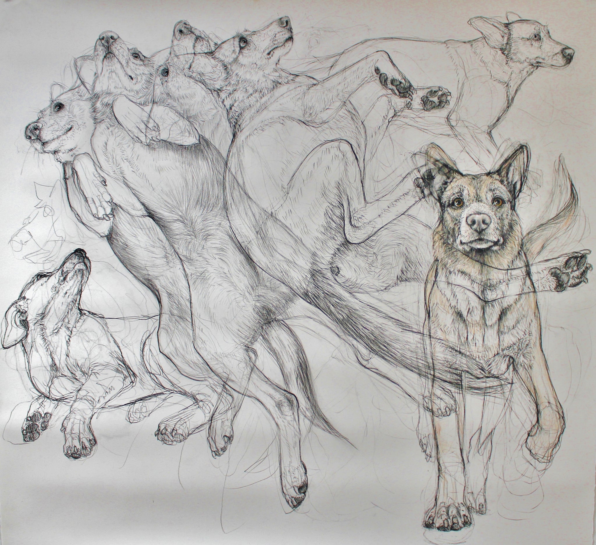 Old Dog, New Trick