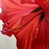 Red Giant