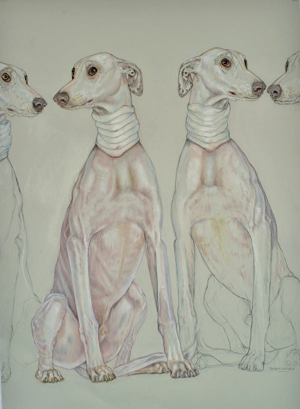 Spanish Greyhounds