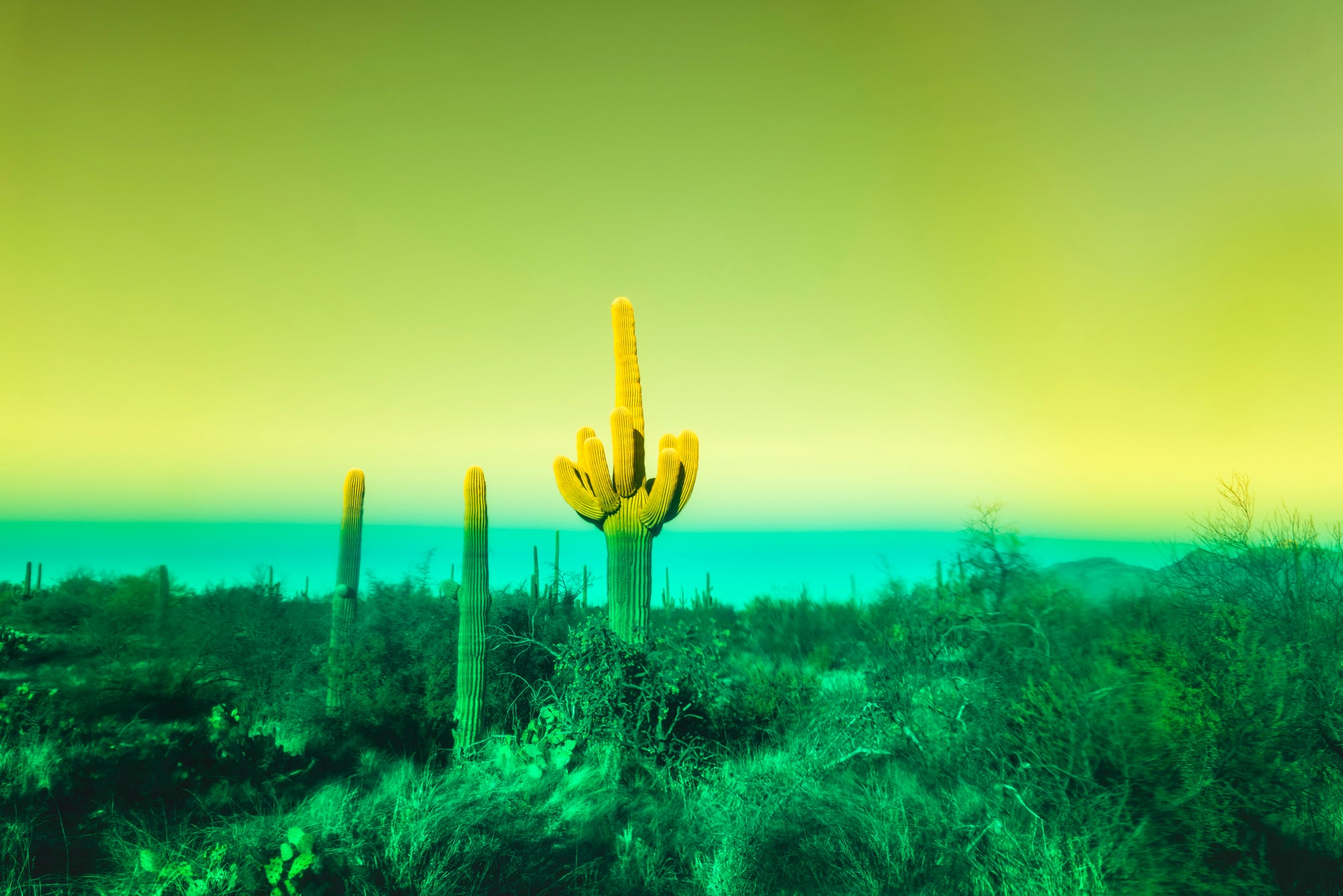 The Sea In The Desert