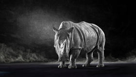 The White Rhino