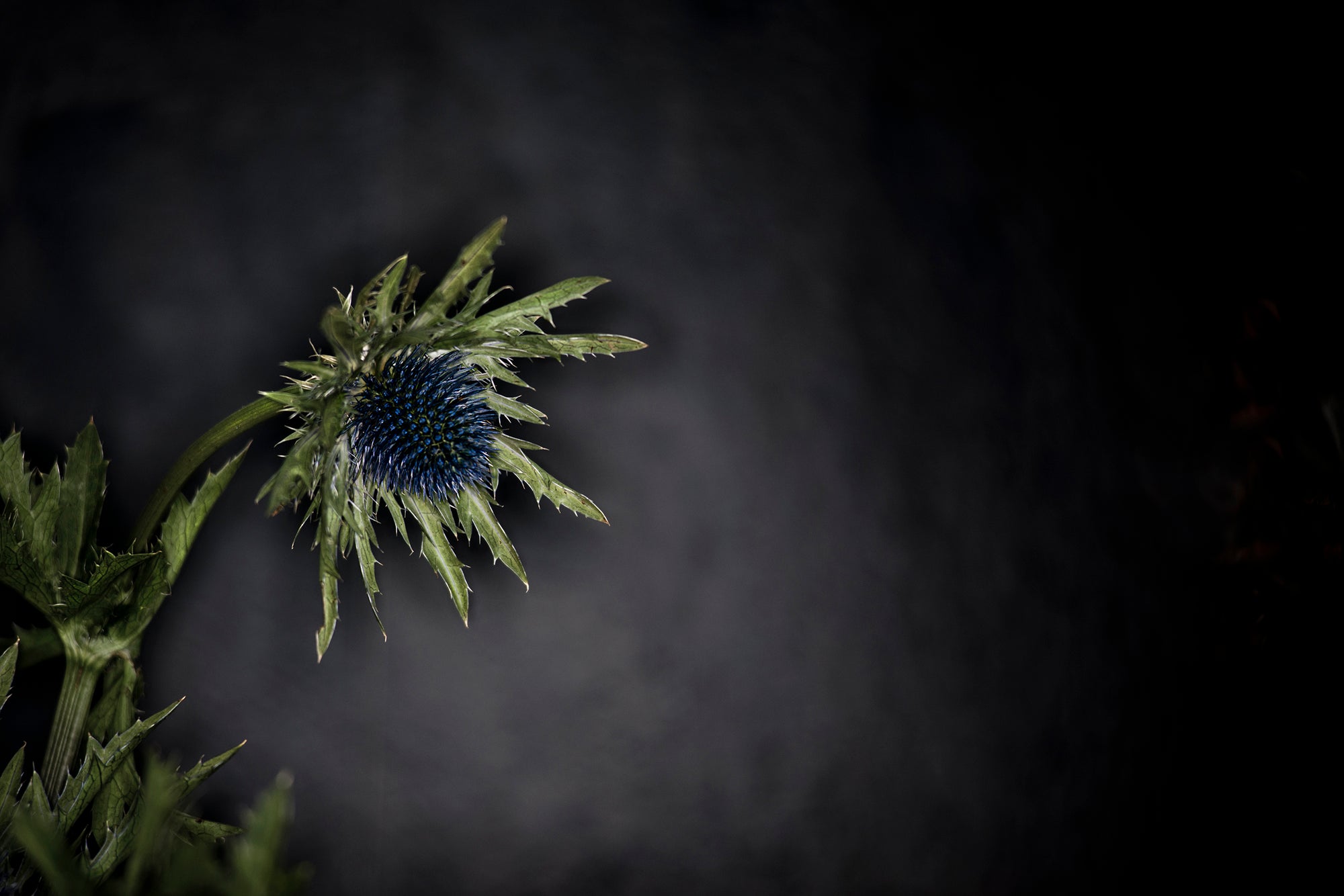 Thistle Study