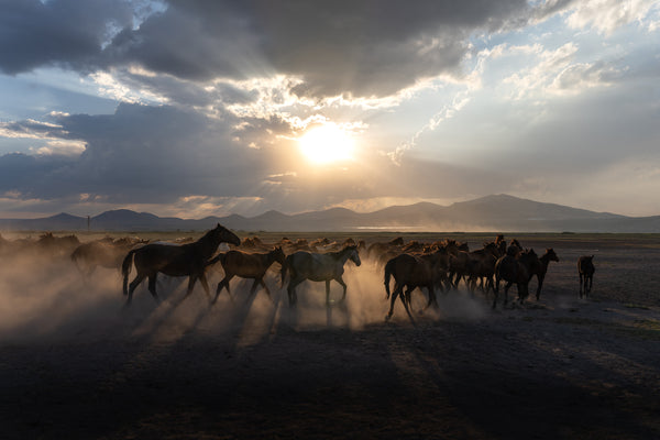 Yilki Horses of Kayseri and Their Herders - Untamed Freedom