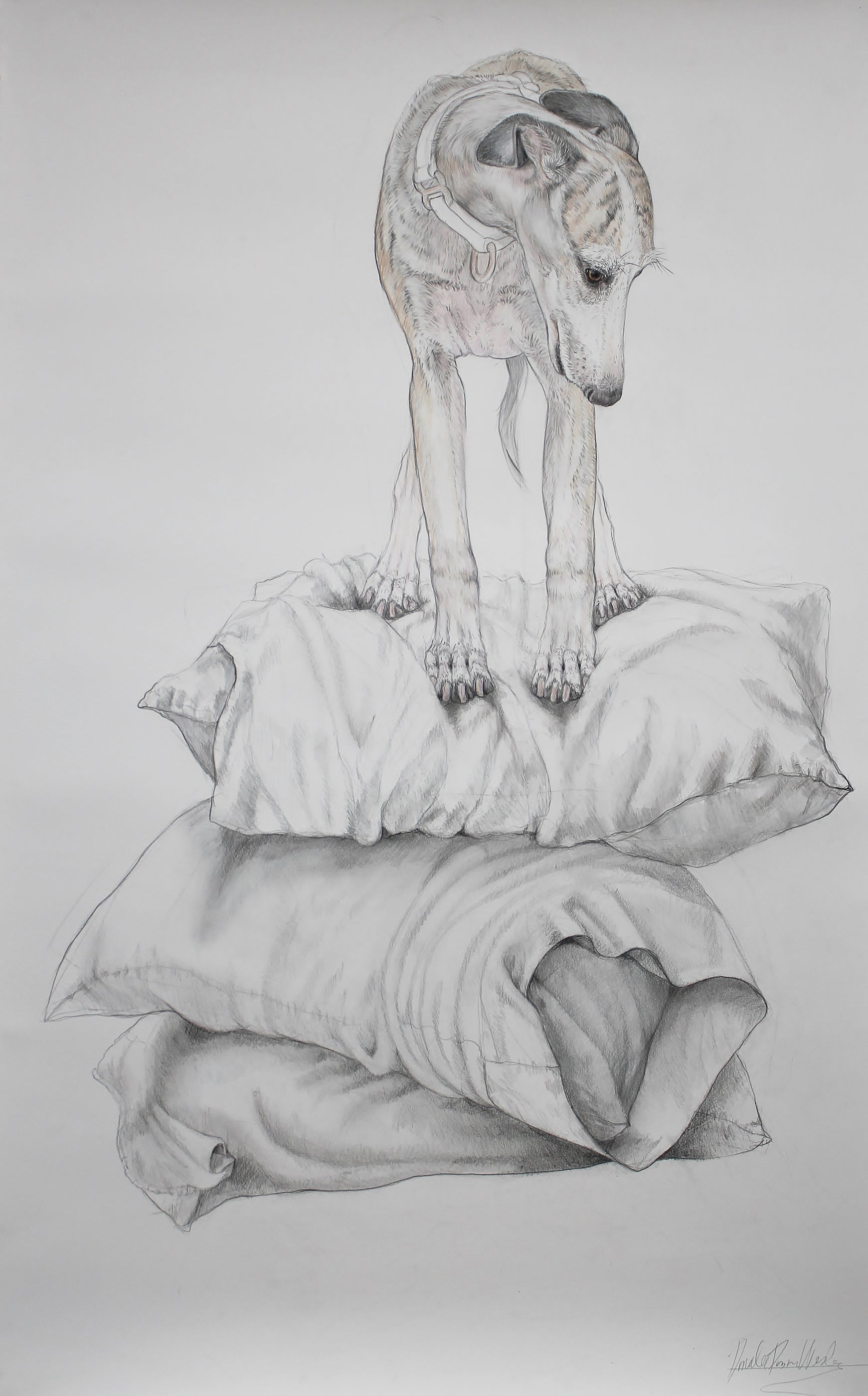 Whippet On Pillows