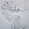 Whippet Reclining