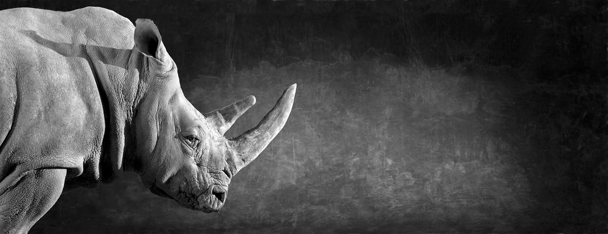 White Rhino Head