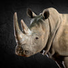 White Rhino Portrait