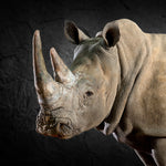 White Rhino Portrait