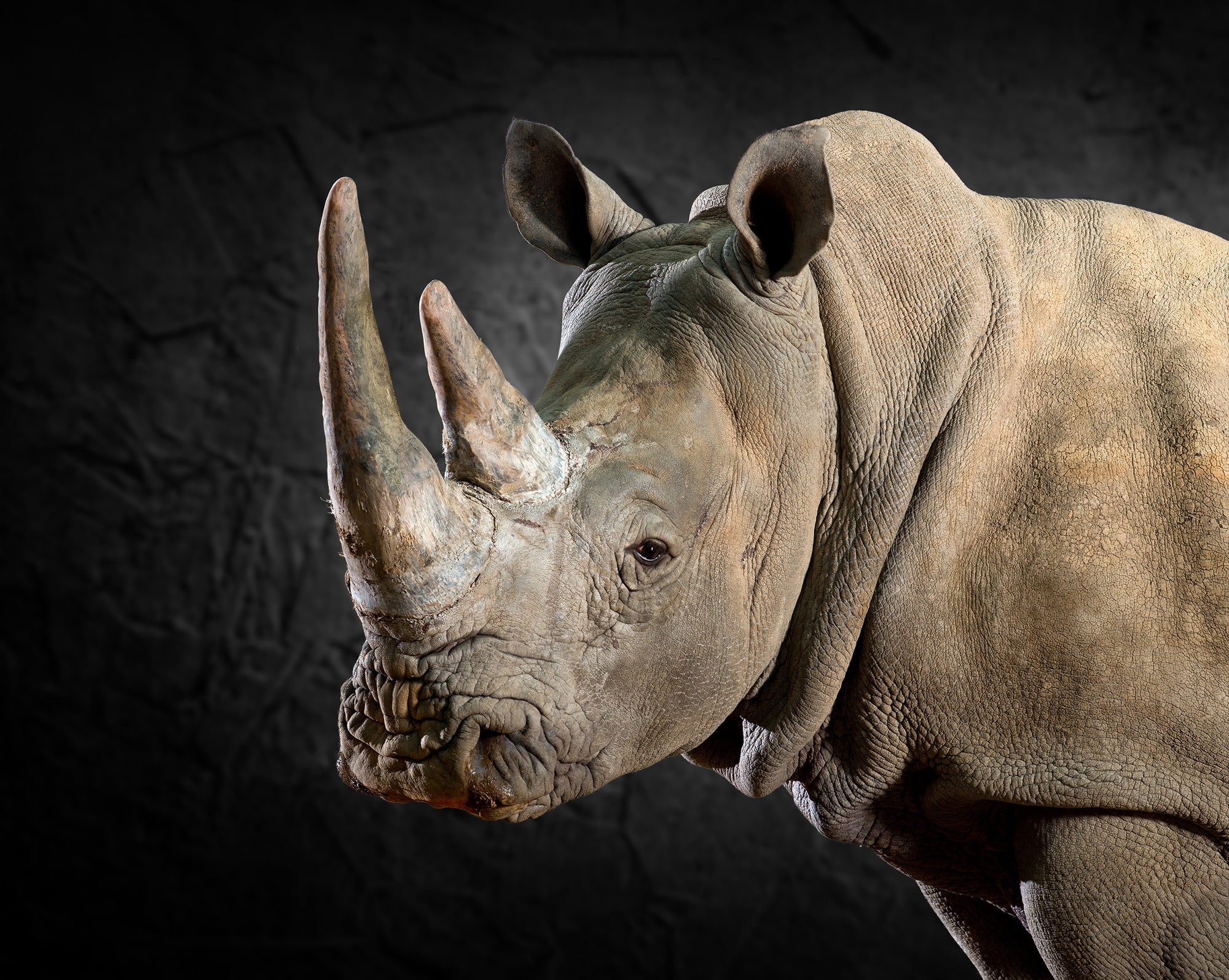 White Rhino Portrait